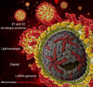 HCV Virus