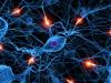 Five Big Developments in Neuroscience to Watch