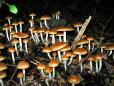 Psychedelic drugs as treatment for anxiety and addiction | Addiction Alternative Treatment