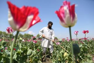 Opium Prohibition in Afghanistan