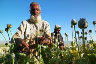 Opium celebrations in Afghanistan highlight failure of West’s war on drugs